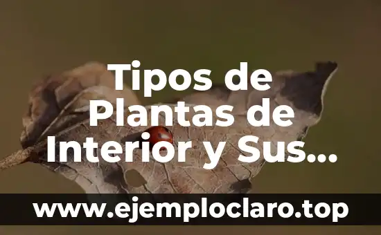 Tipos de Plantas de Interior y Sus Nombres: Una Guía Completa