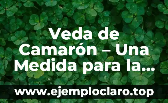 Cómo hacer coctel de camarón en salsa rosada 8 Veda de Camarón – Una Medida para la Sostenibilidad Acuática