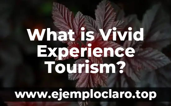 What is Vivid Experience Tourism?